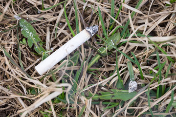 Cigarette on the grass the danger of a forest fire