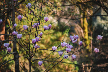 Blown beautiful magnolia flower on a tree with green leaves