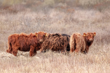 Three Running Scottish Highland Cows