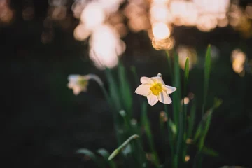 Foto op Canvas Geblazen mooie Narcis bloem op een boom met groene bladeren © David Khelashvili