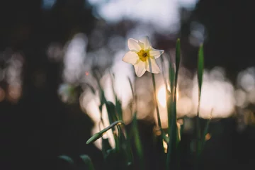 Foto op Plexiglas Geblazen mooie Narcis bloem op een boom met groene bladeren © David Khelashvili