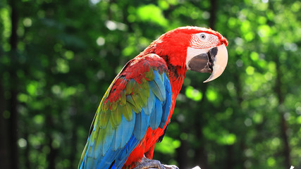 close up. funny parrot macaw on blurred background