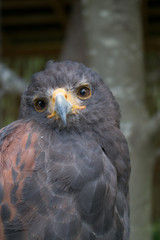 ptak drapieżny © Kamil