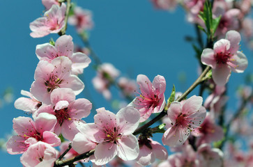 Obraz premium pink cherry blossom flower in spring time over blue sky.