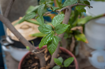 Beautiful fresh green plants in the garden