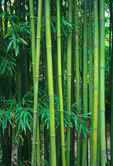 Growing Bamboo Phyllostachys viridiglaucescens in a tropical garden