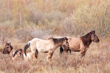 Konik Horses in Northern Groningen