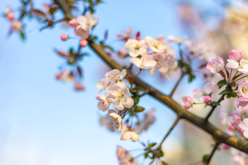 sakura blooming in spring