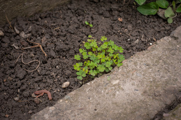 Beautiful fresh green plants in the garden