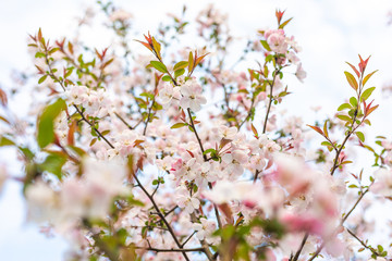sakura blooming in spring