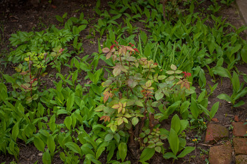 Beautiful fresh green plants in the garden