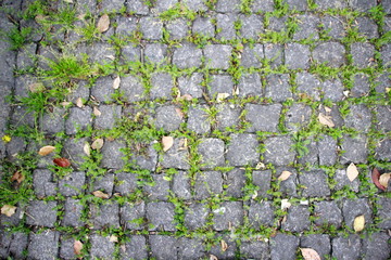 old brick wall with green leaves