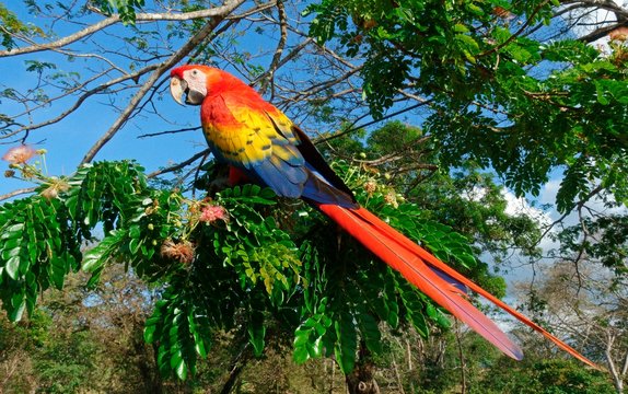 Scarlet macaw (Ara macao) sits on branch in tree, Costa Rica, Central America