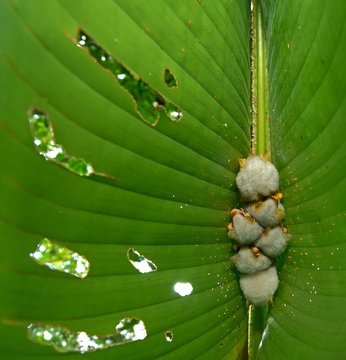Honduran white bats (Ectophylla alba) hanging on a leaf, Costa Rica, Central America