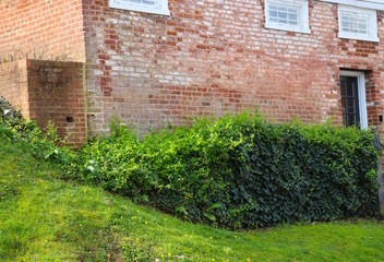 Ivy and Brick Wall