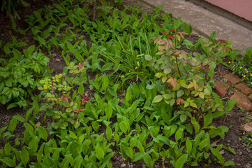 Beautiful fresh green plants in the garden