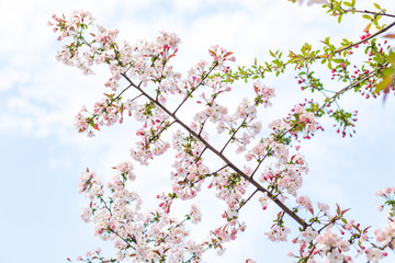 sakura blooming in spring