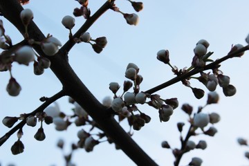 Blooming beautiful tree