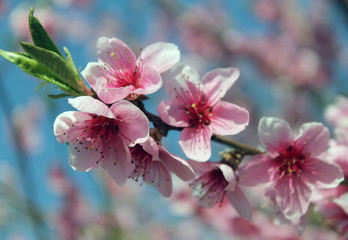 Naklejka na ściany i meble pink cherry blossom flower in spring time over blue sky.