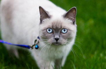 Siamese cat on green grass. Cat in nature background. Beautiful eyes and color