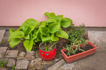 Beautiful fresh green plants in the garden