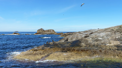 seals on rocks at doubtful sound, fiordland, new zealand 3