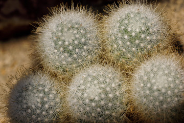 Close-up of cactus exotic plant with sharp spines