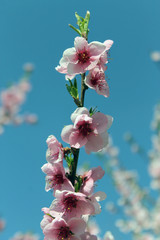 pink cherry blossom flower in spring time over blue sky.