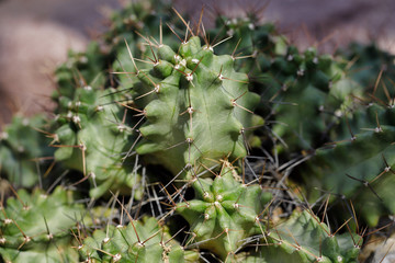 Close-up of cactus exotic plant with sharp spines