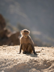 Baboons up in the Al Souda Mountains in the Abha region, Saudi Arabia