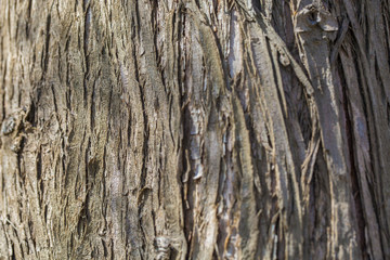 Bark material, close-up