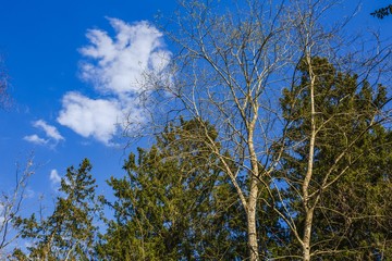 Amazing view on spring landscape of nature on blue sky background. Beautiful colorful nature backgrounds.
