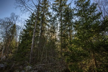 Fototapeta premium Beautiful view of nature rocky landscape. Green forest trees on blue sky background. Gorgeous spring time. 