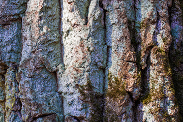 Beautiful Birchor oak tree bark detailed texture with green lichen or moss. Forest and tree natural background. Close up macro nature.
