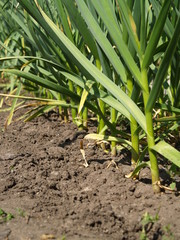 garlic