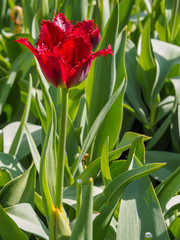 Naklejka premium Beautiful dark red parrot tulip