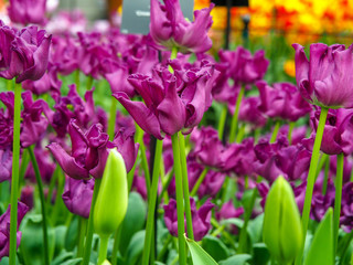 Tulips flowers Purple Tulipa Crown of Negrita