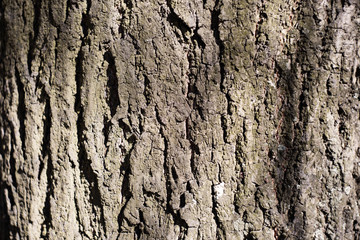 Texture of rough tree bark