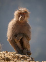 Fototapeta premium Baboons up in the Al Souda Mountains in the Abha region, Saudi Arabia