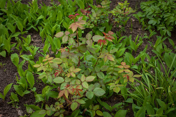 Beautiful fresh green plants in the garden