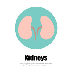 Human kidneys