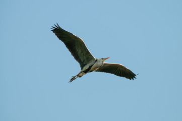 Grey Heron in East Flanders