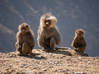 Naklejka premium Baboons up in the Al Souda Mountains in the Abha region, Saudi Arabia