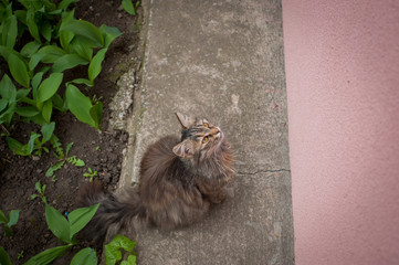 Beautiful cute cat sits and waits for food