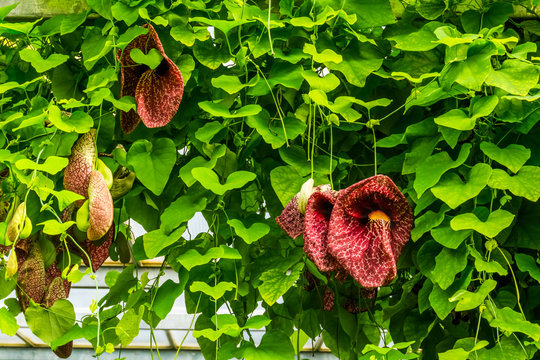 Dutchman's vine, beautiful decorative garden and home plant, popular tropical plant from America