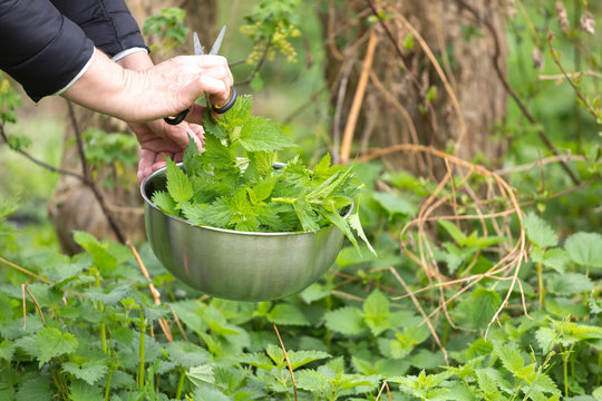 Woman Gathers Stinging Nettle At Spring Garden For Healthy Detoxify Soup And Tea