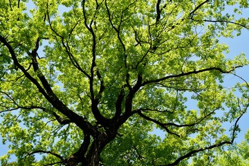 Obraz premium 新緑