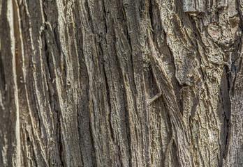 Bark material, close-up