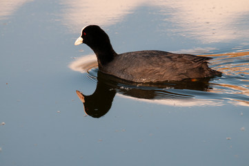 Eurasian coot in East Flanders