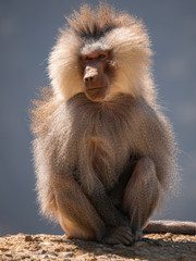 Baboons up in the Al Souda Mountains in the Abha region, Saudi Arabia